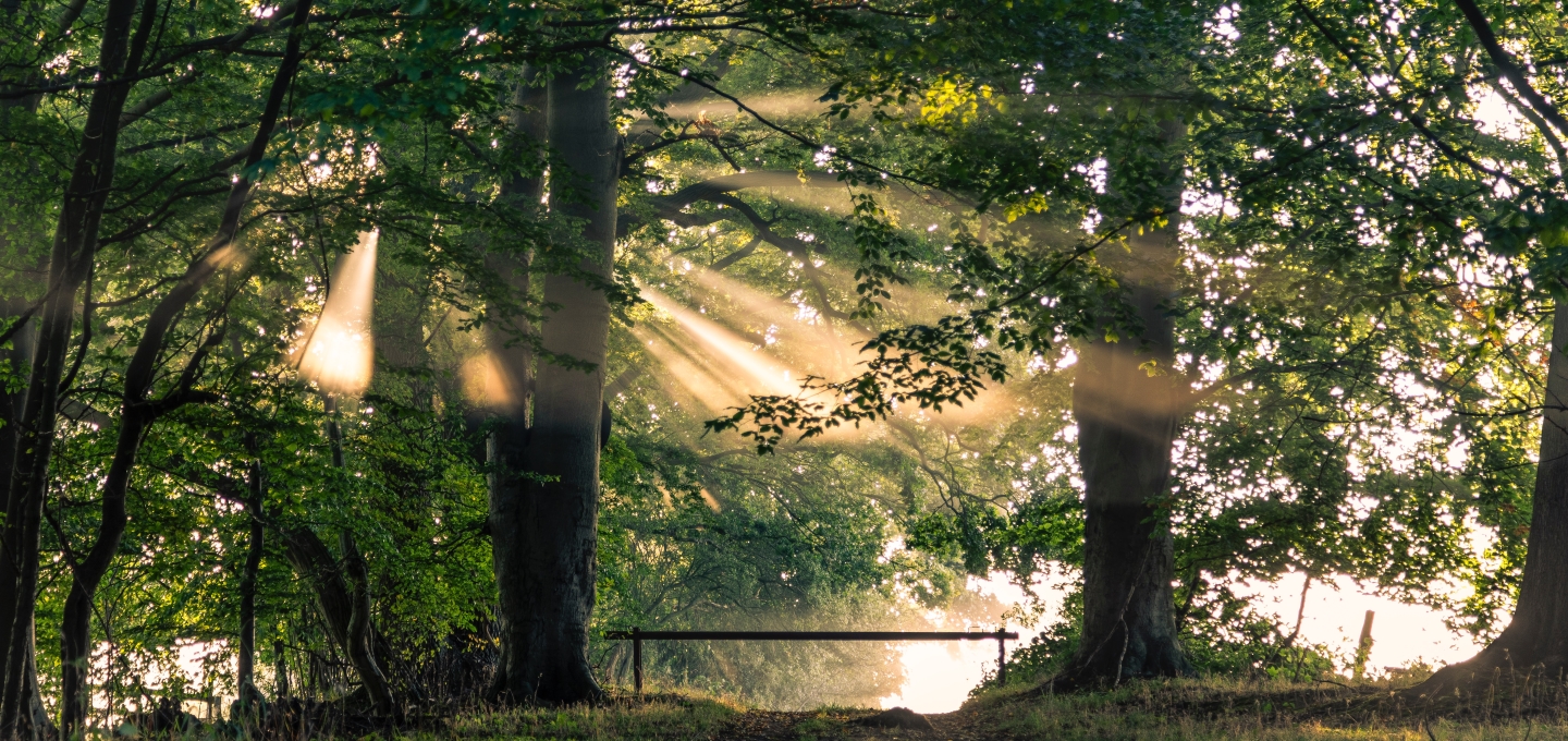 Holz aus aus nachhaltiger Forstwirtschaft